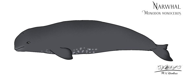 Narwhal calf