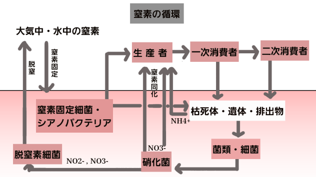 窒素の循環