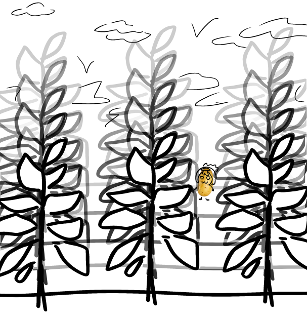 potato field