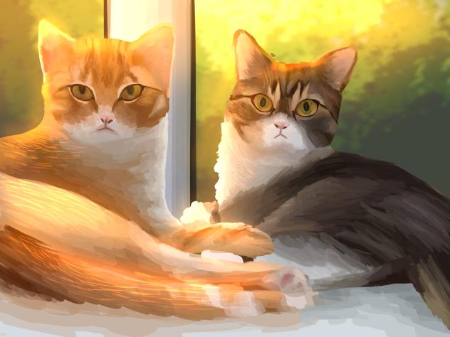 cat²
