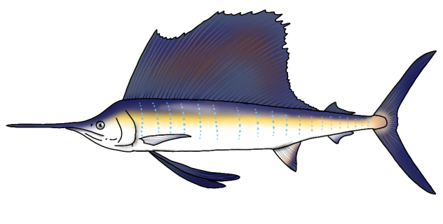 Indo-Pacific Sailfish render