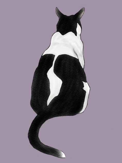 猫の後姿