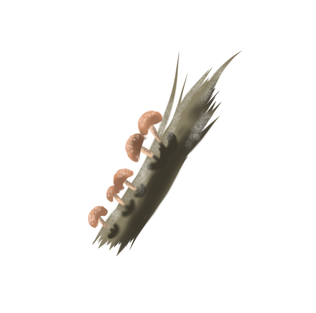 倒木からキノコ