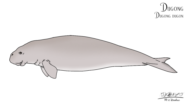 Dugong