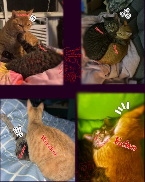 My cats as The Bad Batch