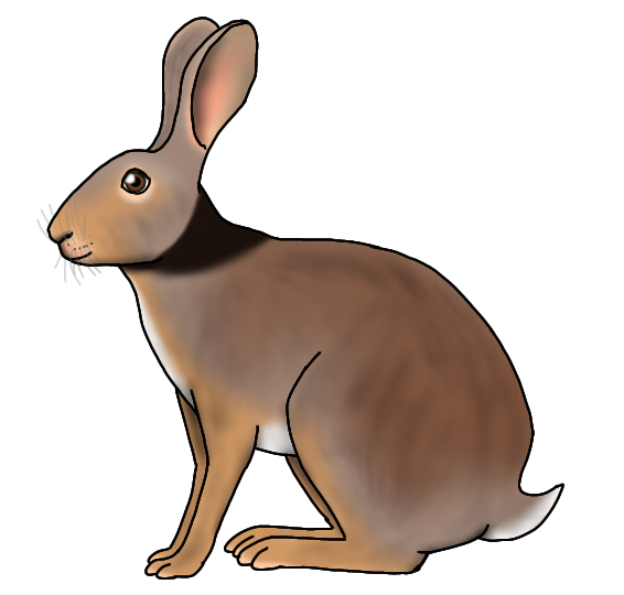 Indian Hare render