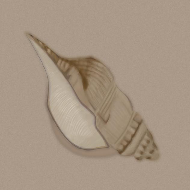 shell