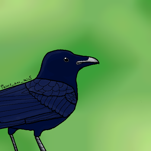 Bird practice #3 - ibisPaint