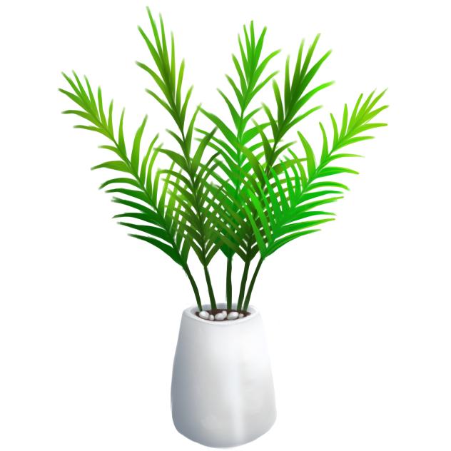 Areca palm