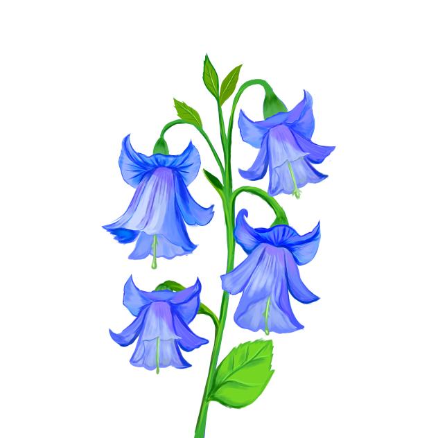 Bellflowers