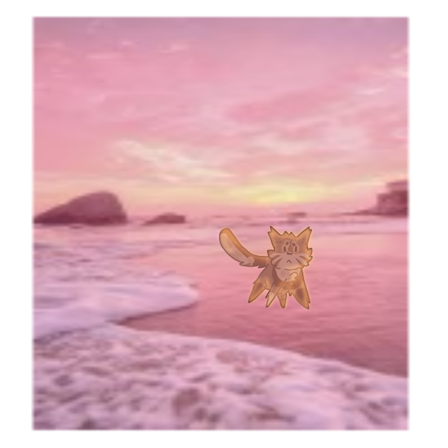 ' 'A cat on the beach with a sunset' '