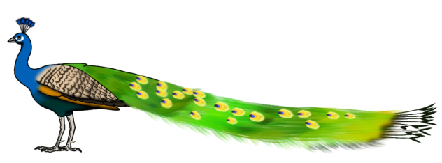 Indian Peacock reedit render