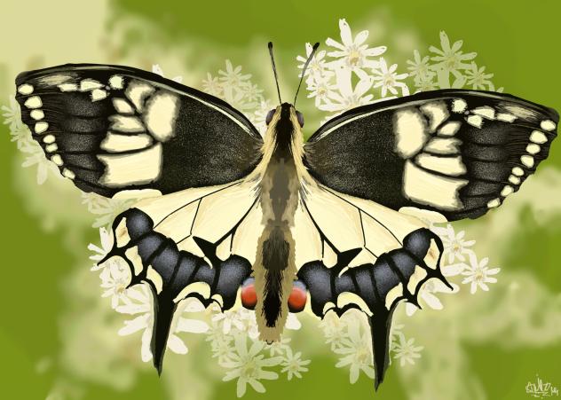 swallowtail butterfly
