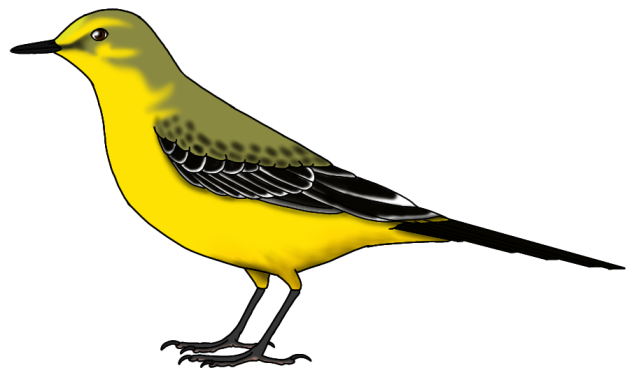 Western Yellow Wagtail2