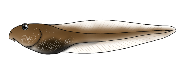 Moor Frog tadpole render