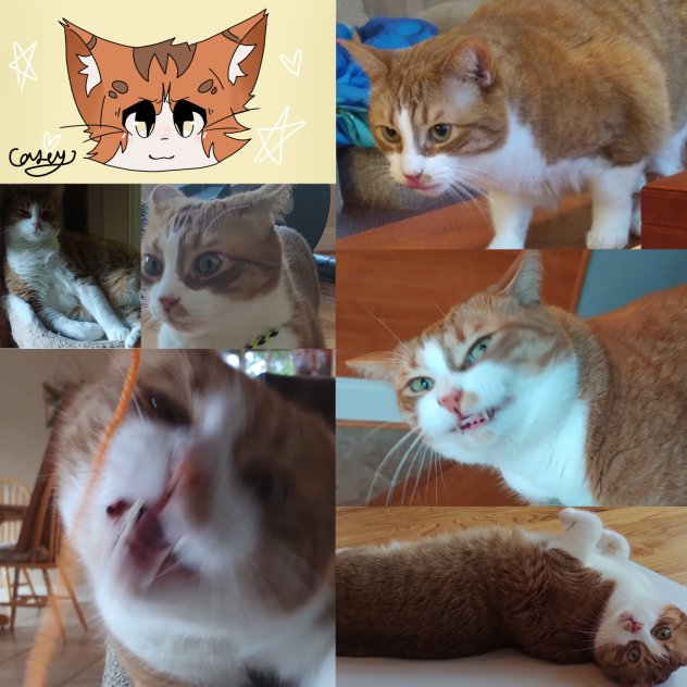 My kitty