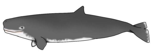 Livyatan melvillei big ver2