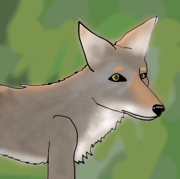 COYOTEEEEEEEE