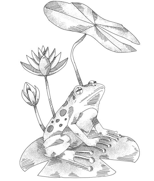 Frog stamp 1