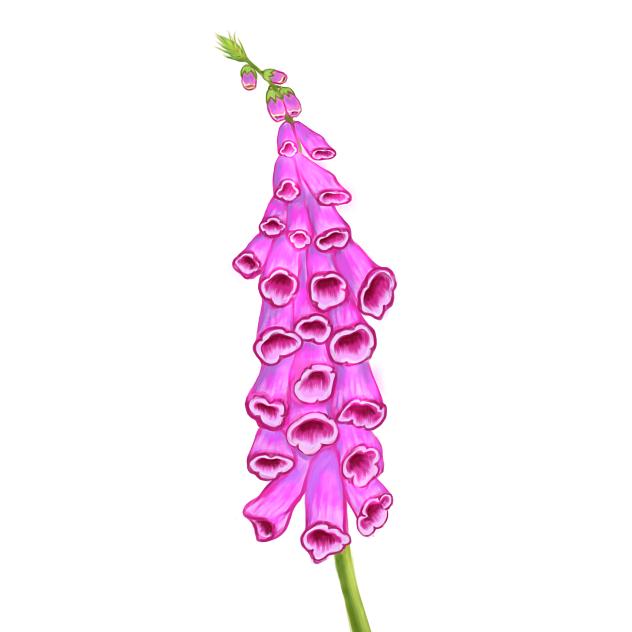 Foxglove