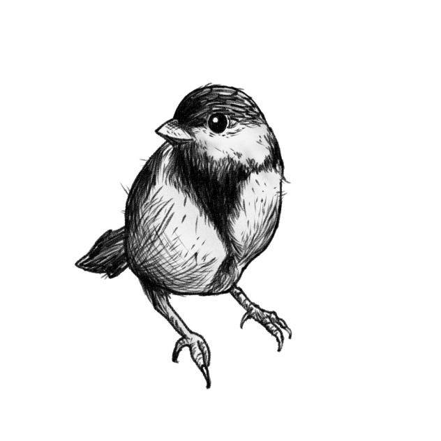 bird 1