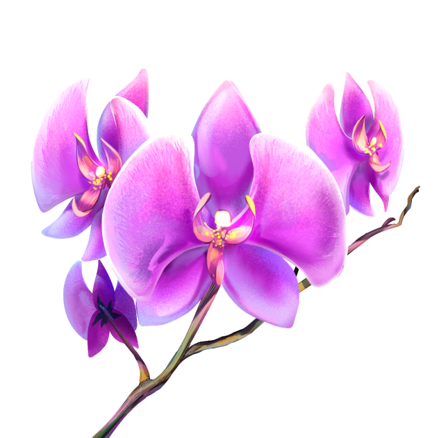 Orchidaceae