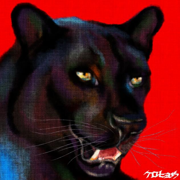 クロヒョウ　ネット画像参照