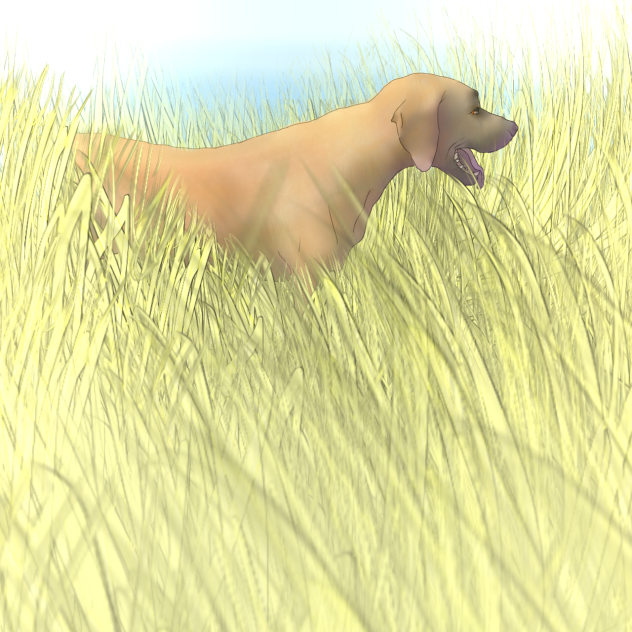 Dog in the grass