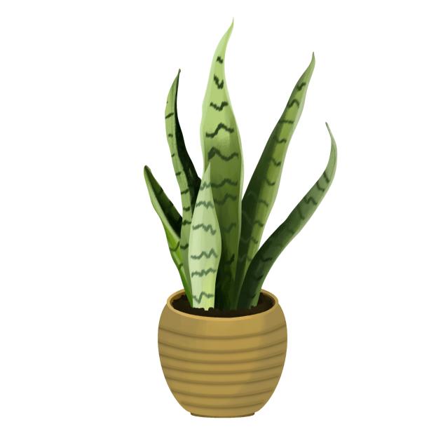 Snake plant