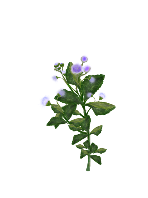 Ageratum Conyzoidez