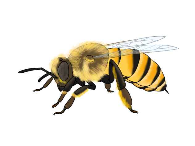 Western Honey Bee2