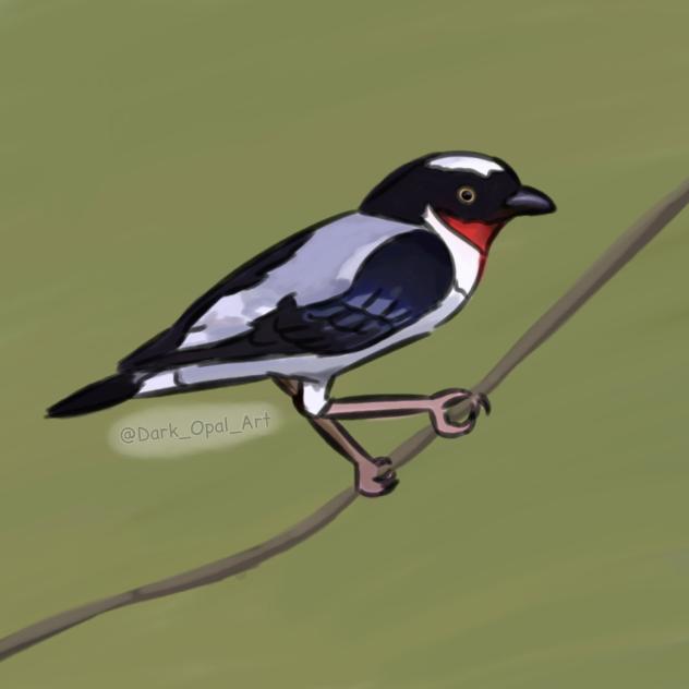 Cherry-throated Tanager⚠️⬇️read decrip