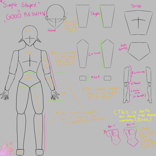 Basic Anatomy 4 U!