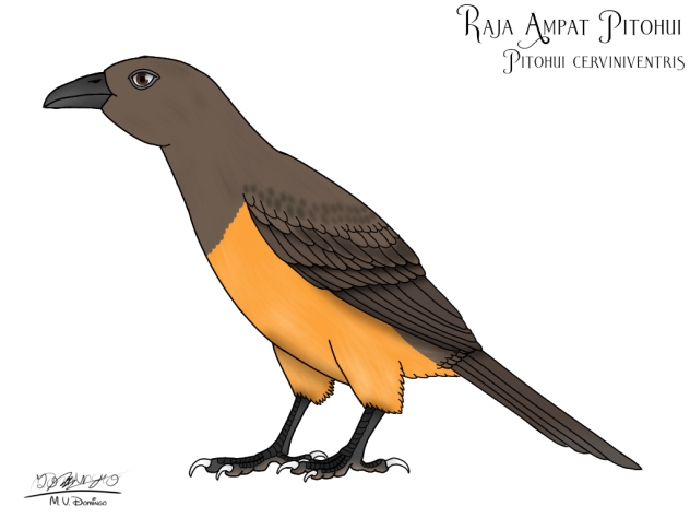 Raja Ampat Pitohui