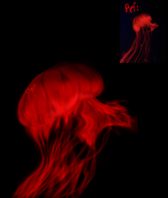 RED JELLYFISH!!!