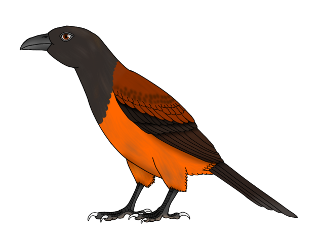 Southern Variable Pitohui render