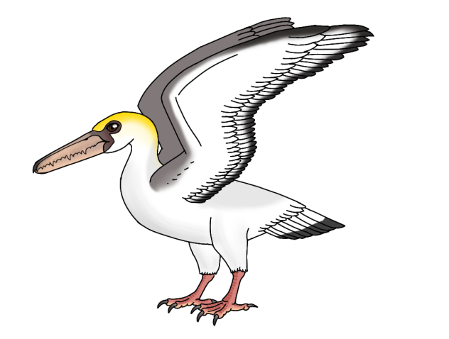Pelagornis chilensis