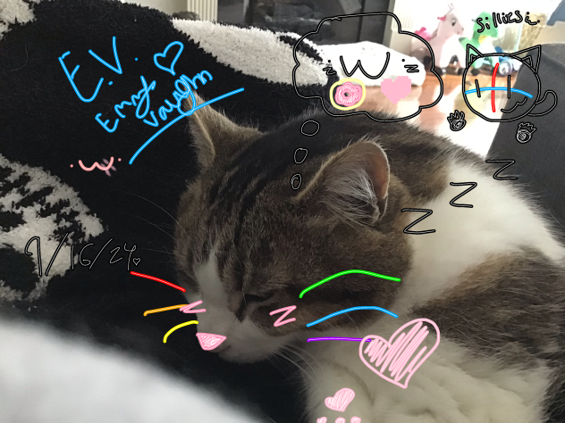 My kitty cat