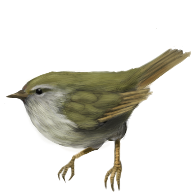ウグイス