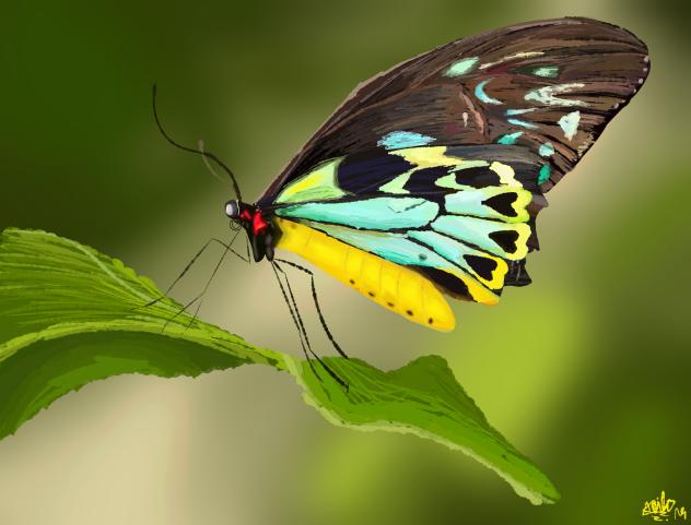Ornithoptera alexandrae butterfly