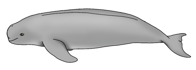 Horatian Finless Porpoise (calf)