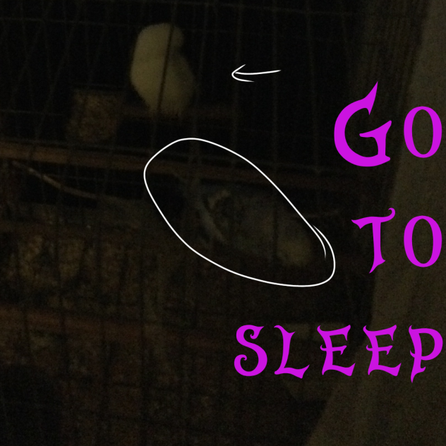 GO TO SLEEP U SILLY BIRBS