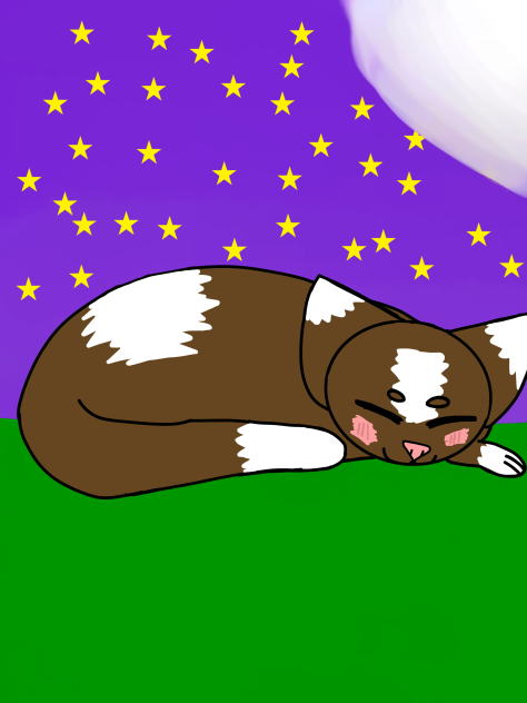 brown cat under the night sky