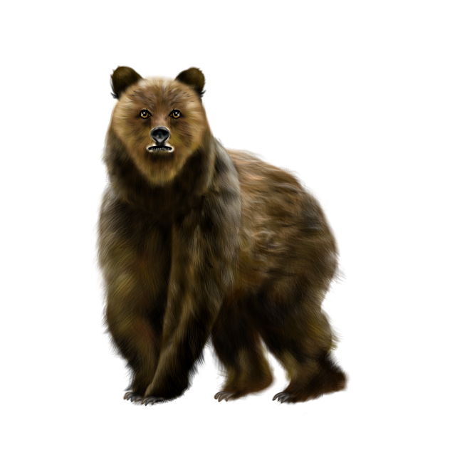 Bear