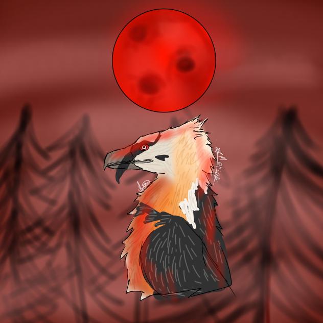 Bearded vulture bird