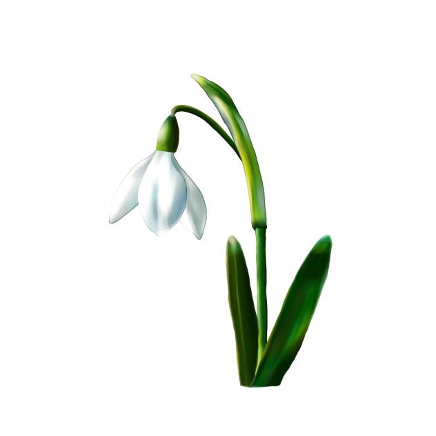 Snowdrop