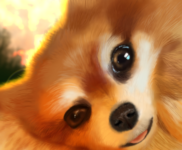 Pomeranian