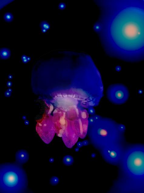 jellyfish in the dark