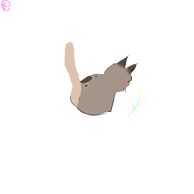 kitty CAT