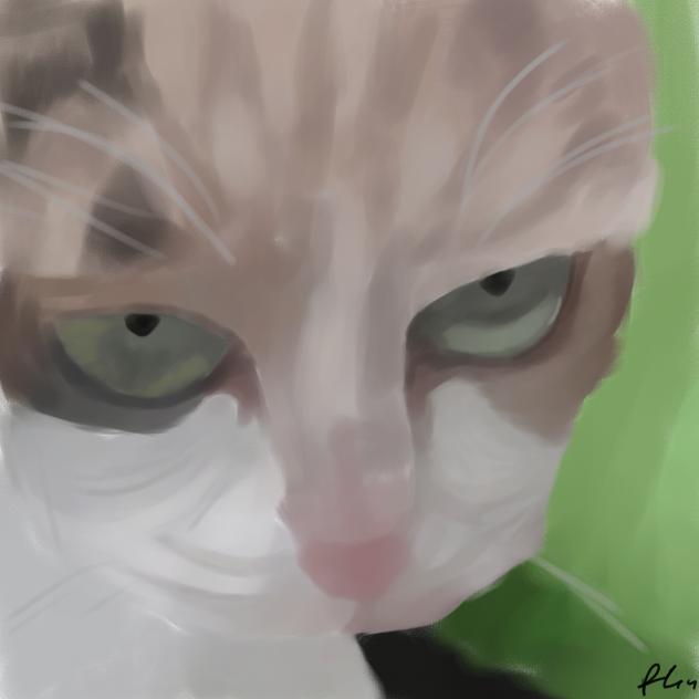 Cat9🐱